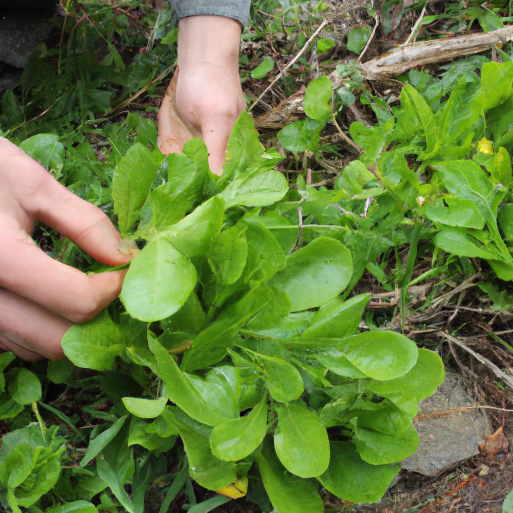 Person foraging wild edible greens